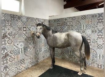 Lusitanos, Hengst, 3 Jahre, 155 cm, Blauschimmel