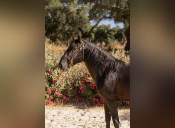 Lusitanos, Hengst, 3 Jahre, 155 cm, Rappe