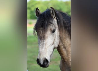Lusitanos Mix, Hengst, 3 Jahre, 156 cm, Buckskin