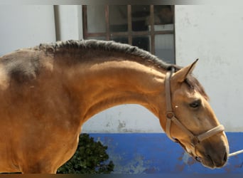 Lusitanos, Hengst, 3 Jahre, 157 cm, Buckskin