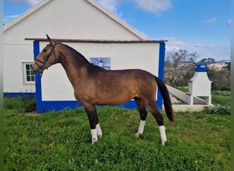 Lusitanos, Hengst, 3 Jahre, 158 cm, Buckskin
