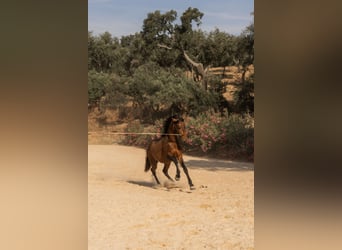 Lusitanos, Hengst, 3 Jahre, 159 cm, Buckskin