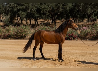 Lusitanos, Hengst, 3 Jahre, 159 cm, Buckskin