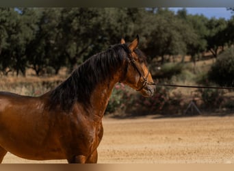 Lusitanos, Hengst, 3 Jahre, 159 cm, Buckskin