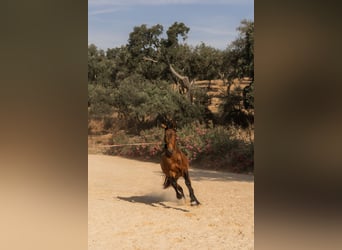 Lusitanos, Hengst, 3 Jahre, 159 cm, Buckskin