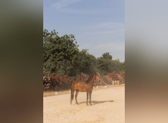 Lusitanos, Hengst, 3 Jahre, 159 cm, Buckskin