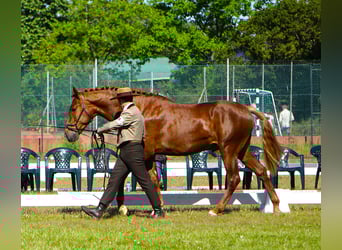Lusitanos, Hengst, 3 Jahre, 159 cm, Fuchs