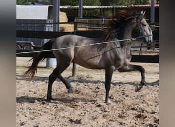 Lusitanos, Hengst, 3 Jahre, 160 cm, Apfelschimmel