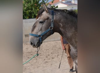 Lusitanos, Hengst, 3 Jahre, 160 cm, Apfelschimmel