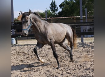Lusitanos, Hengst, 3 Jahre, 160 cm, Apfelschimmel
