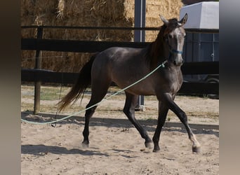 Lusitanos, Hengst, 3 Jahre, 160 cm, Apfelschimmel