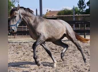 Lusitanos, Hengst, 3 Jahre, 160 cm, Apfelschimmel