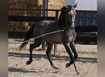 Lusitanos, Hengst, 3 Jahre, 160 cm, Apfelschimmel