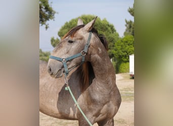 Lusitanos, Hengst, 3 Jahre, 160 cm, Apfelschimmel