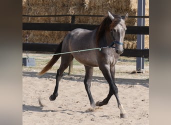Lusitanos, Hengst, 3 Jahre, 160 cm, Apfelschimmel
