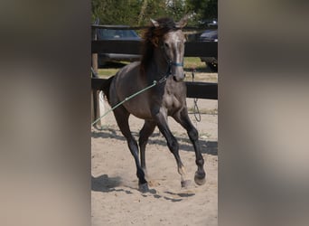 Lusitanos, Hengst, 3 Jahre, 160 cm, Apfelschimmel