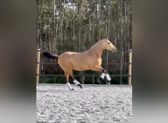 Lusitanos, Hengst, 3 Jahre, 160 cm, Buckskin