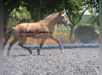 Lusitanos, Hengst, 3 Jahre, 160 cm, Buckskin