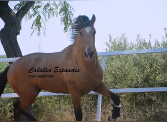 Lusitanos, Hengst, 3 Jahre, 160 cm, Buckskin