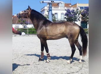 Lusitanos, Hengst, 3 Jahre, 160 cm, Buckskin
