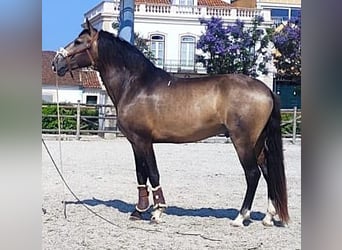 Lusitanos, Hengst, 3 Jahre, 160 cm, Buckskin