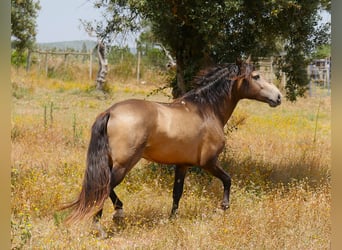 Lusitanos, Hengst, 3 Jahre, 160 cm, Buckskin