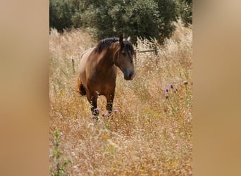 Lusitanos, Hengst, 3 Jahre, 160 cm, Buckskin