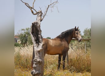 Lusitanos, Hengst, 3 Jahre, 160 cm, Buckskin