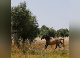 Lusitanos, Hengst, 3 Jahre, 160 cm, Buckskin