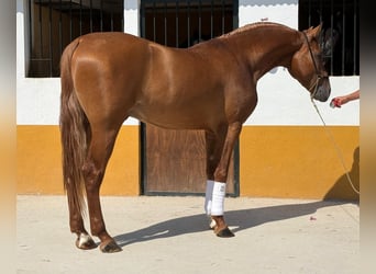 Lusitanos, Hengst, 3 Jahre, 160 cm, Fuchs