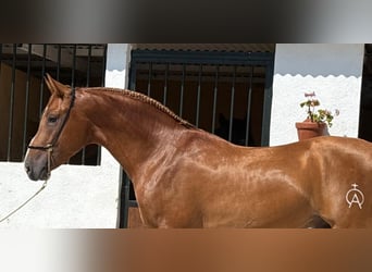 Lusitanos, Hengst, 3 Jahre, 160 cm, Fuchs