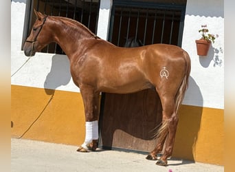 Lusitanos, Hengst, 3 Jahre, 160 cm, Fuchs