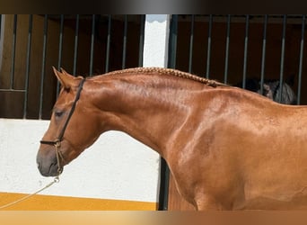 Lusitanos, Hengst, 3 Jahre, 160 cm, Fuchs