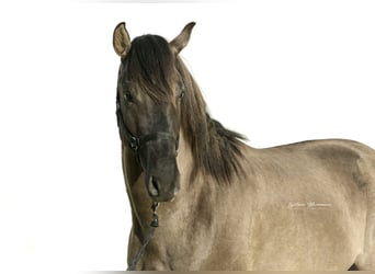 Lusitanos Mix, Hengst, 3 Jahre, 160 cm, Grullo