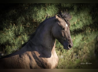 Lusitanos Mix, Hengst, 3 Jahre, 160 cm, Grullo