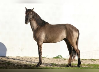 Lusitanos Mix, Hengst, 3 Jahre, 160 cm, Grullo