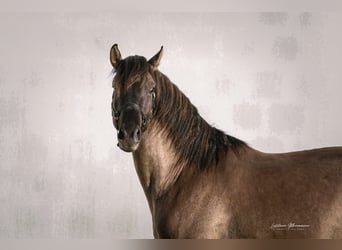 Lusitanos Mix, Hengst, 3 Jahre, 160 cm, Grullo