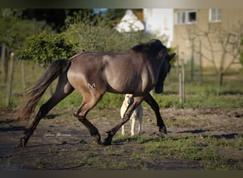 Lusitanos Mix, Hengst, 3 Jahre, 160 cm, Grullo