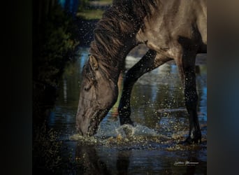 Lusitanos Mix, Hengst, 3 Jahre, 160 cm, Grullo