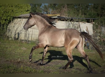 Lusitanos Mix, Hengst, 3 Jahre, 160 cm, Grullo