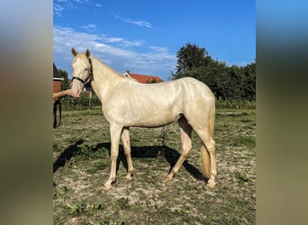 Lusitanos, Hengst, 3 Jahre, 160 cm, Perlino