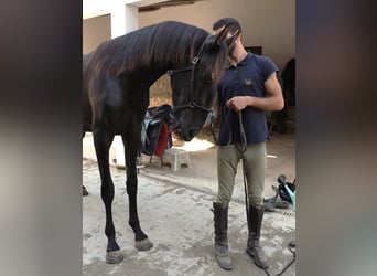 Lusitanos, Hengst, 3 Jahre, 160 cm, Rappe