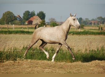Lusitanos, Hengst, 3 Jahre, 160 cm, Schimmel
