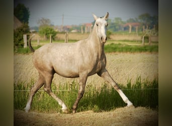 Lusitanos, Hengst, 3 Jahre, 160 cm, Schimmel