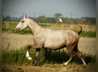 Lusitanos, Hengst, 3 Jahre, 160 cm, Schimmel