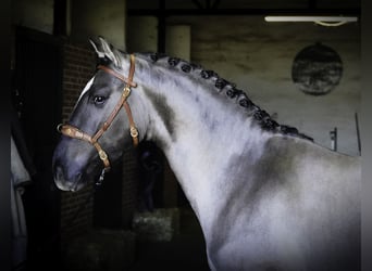 Lusitanos, Hengst, 3 Jahre, 161 cm, Grullo