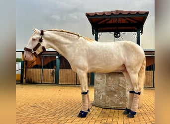 Lusitanos, Hengst, 3 Jahre, 162 cm, Cremello