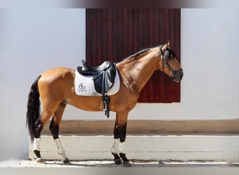 Lusitanos, Hengst, 3 Jahre, 162 cm, Falbe