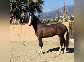 Lusitanos Mix, Hengst, 3 Jahre, 162 cm, Rotbrauner