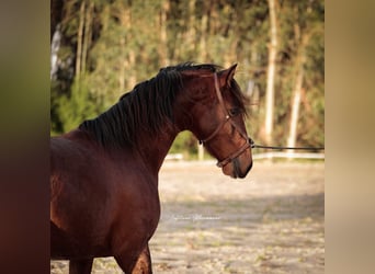 Lusitanos, Hengst, 3 Jahre, 163 cm, Brauner